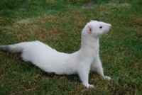 uron blanco