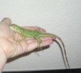 iguana baby