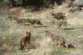 manada de 4 lobos y 3 lobas